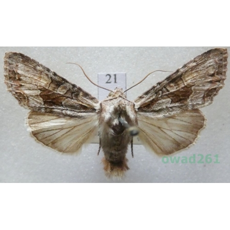 Lacanobia w-latinum (Hufnagel, 1766) Slovakia21